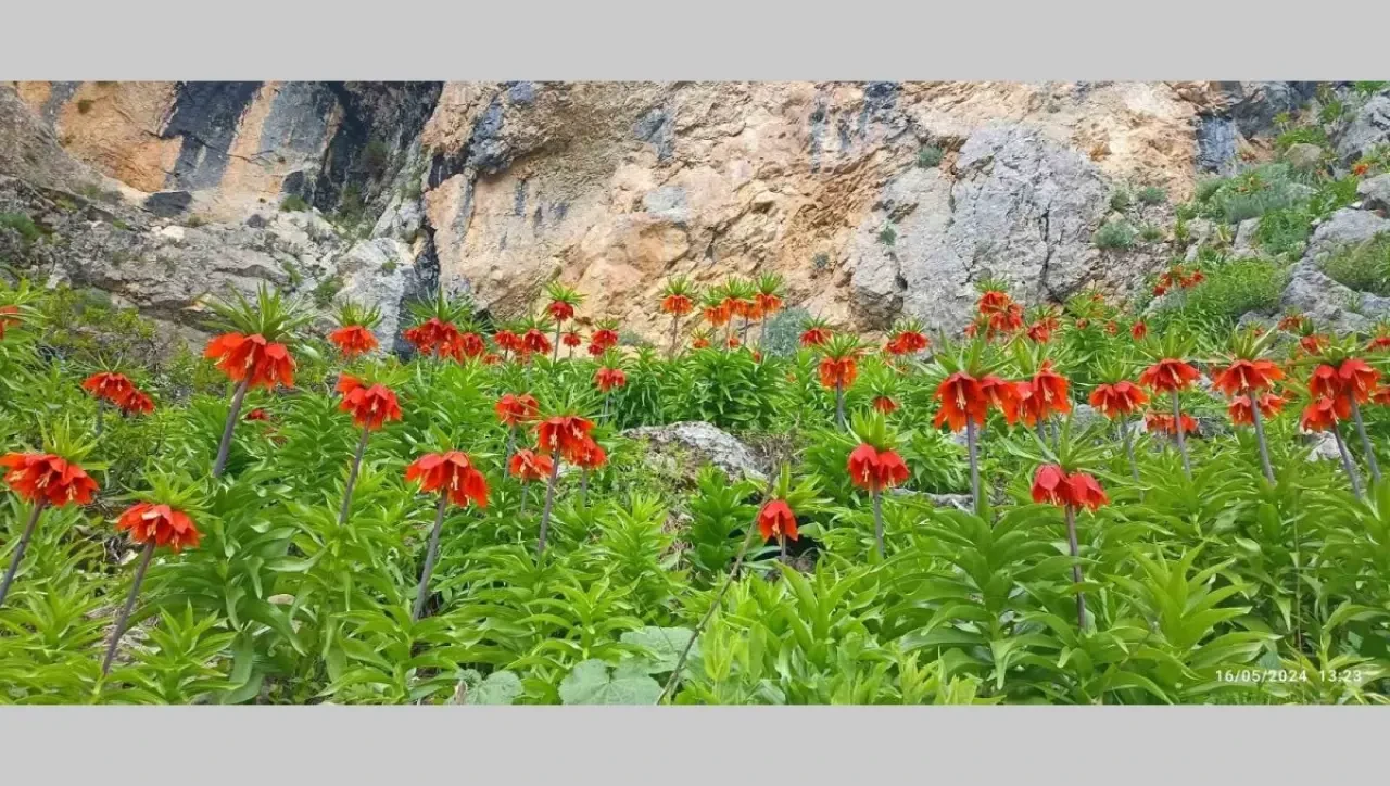 Yetkililer uyarıyor: Bu türe zarar vermenin cezası çok ağır