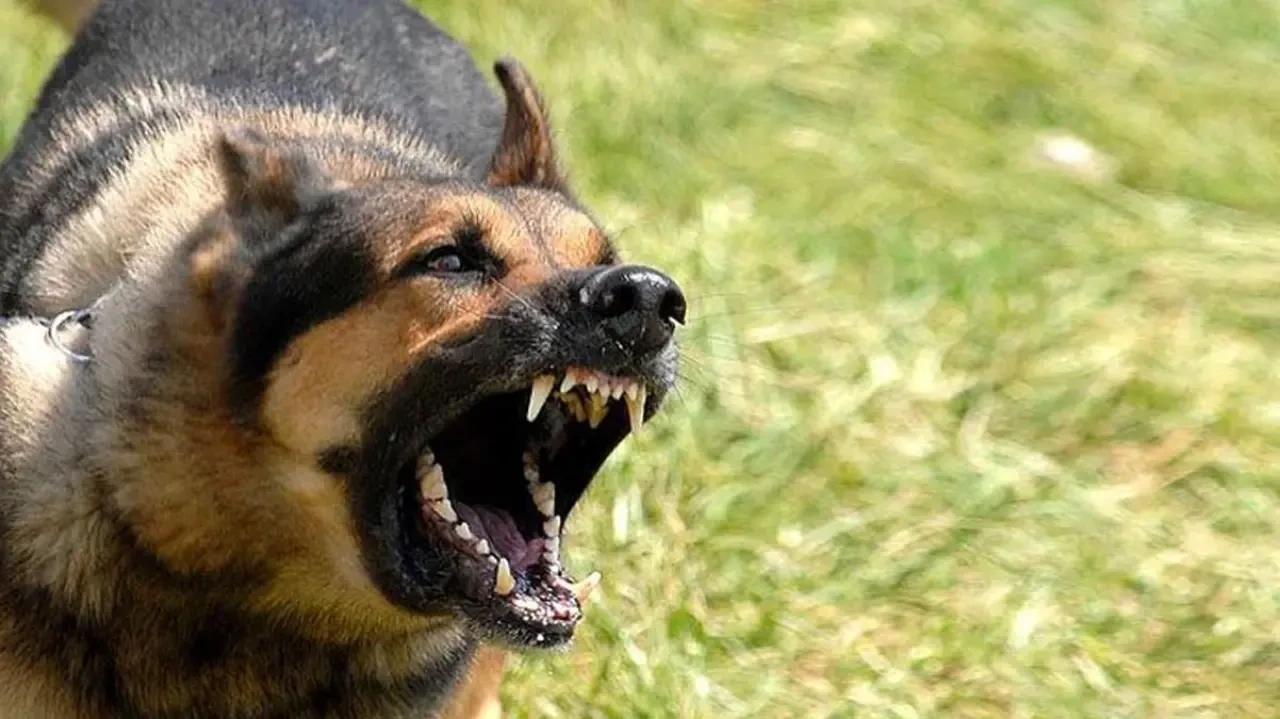 Yıldız Teknik Üniversitesi'nde 20 köpeğin saldırısına uğrayan öğrenci, güvenlik önlemlerini sorguladı