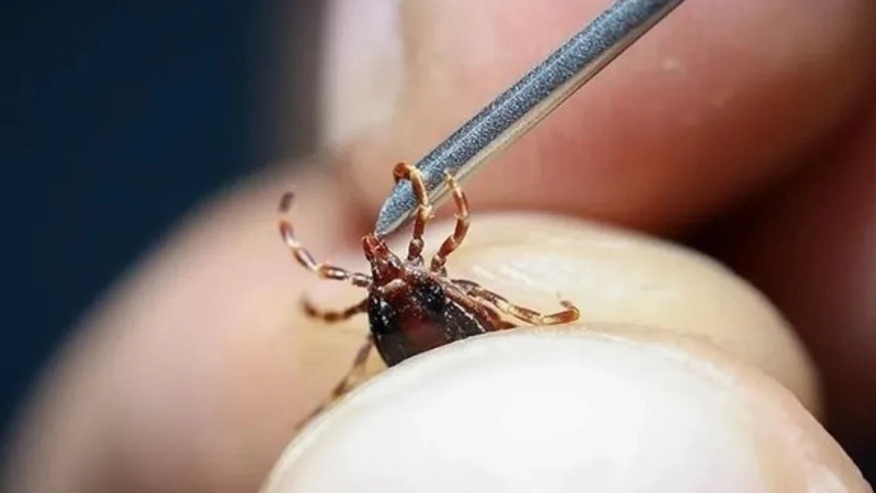 Yaz Aylarında Kene Isırığı Riski ve KKKA Uyarıları Artıyor