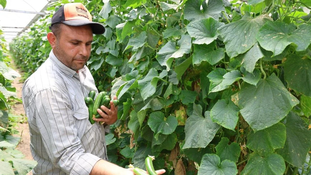 Kahramanmaraş'ta Salatalık Hasadı Başladı, Talep Komşu İllere Ulaştı
