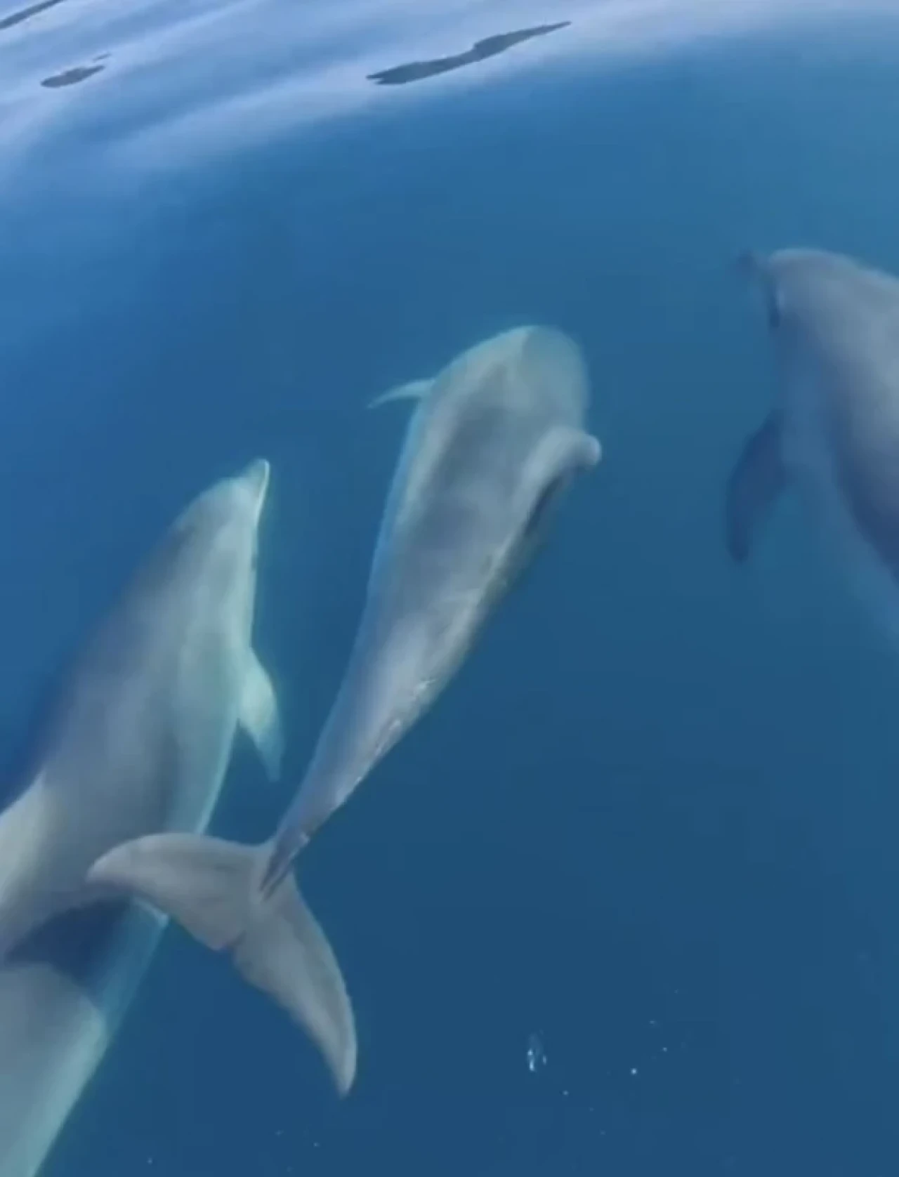 Karadeniz'de balıkçı teknesinin altında hayvan hareketliliği görüntülendi