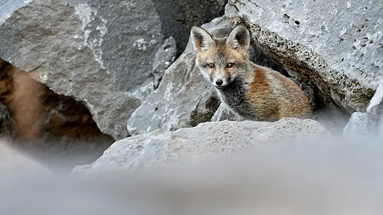 Yaban hayatı cenneti: Doğa tutkunları tilki yavrularını besliyor