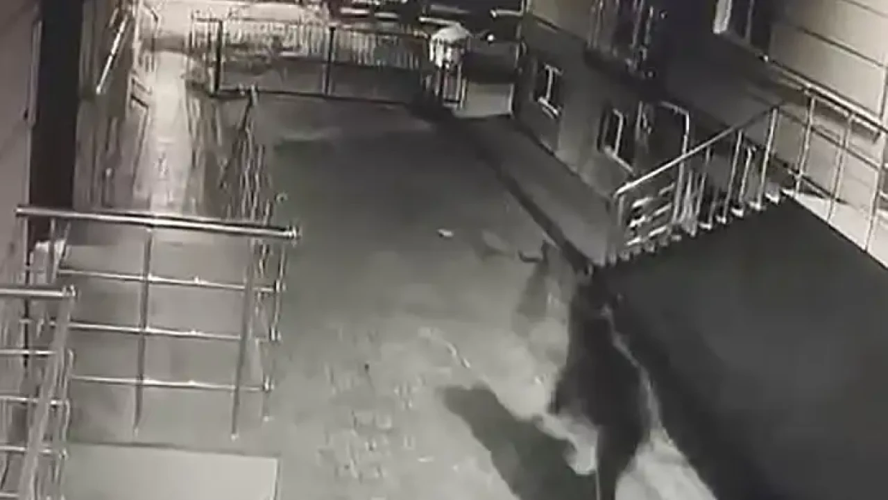 Sarıkamış'ta Boz Ayı Sitenin Bahçesinde Görüntülendi