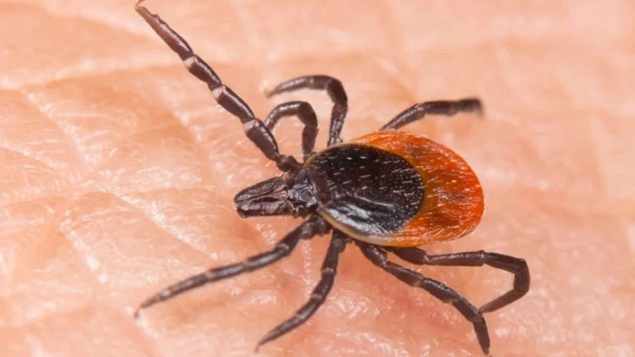 Kayseri'de Kene Vaka Artışı: Göçmen Kuşların Taşıdığı Tehditler Açıklandı