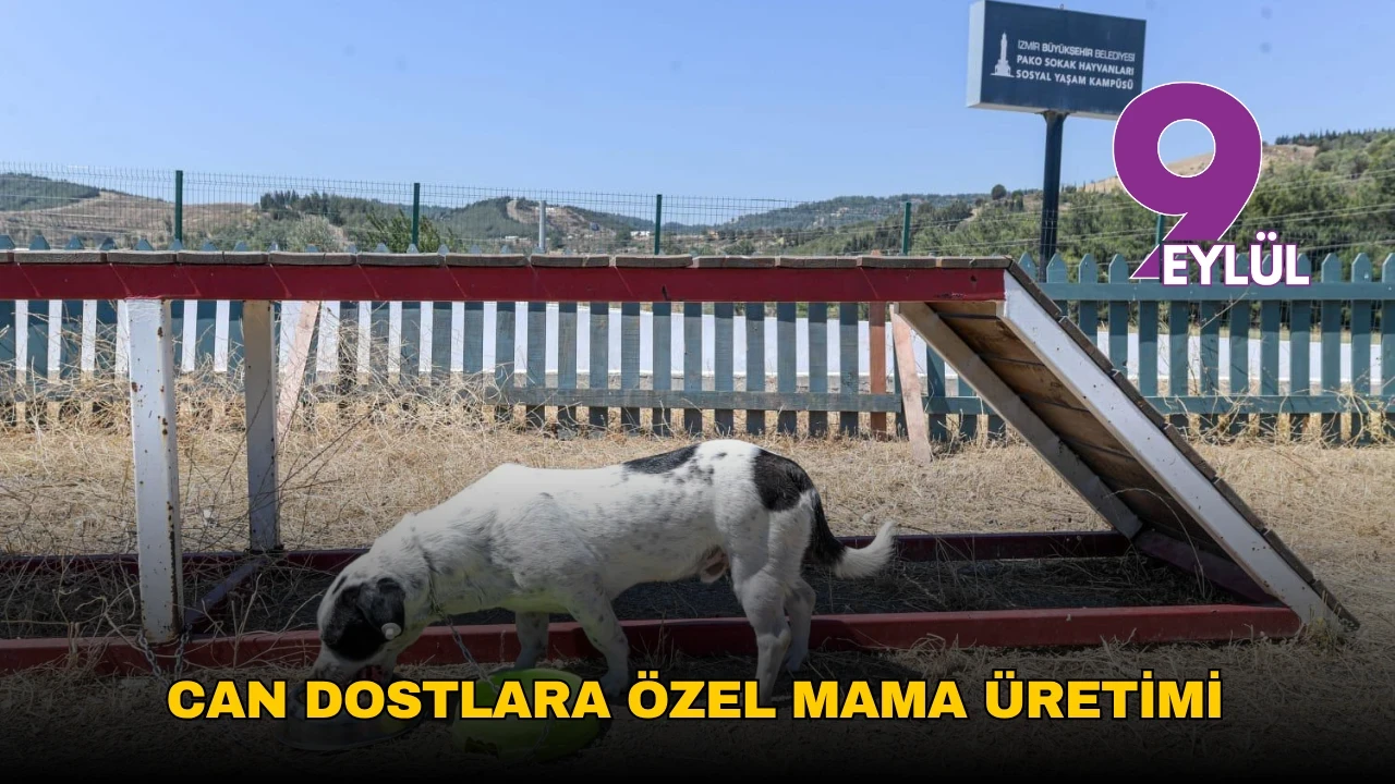 İzmir'den sokak hayvanlarına sağlık: Belediyeden yerli mama üretim tesisi!