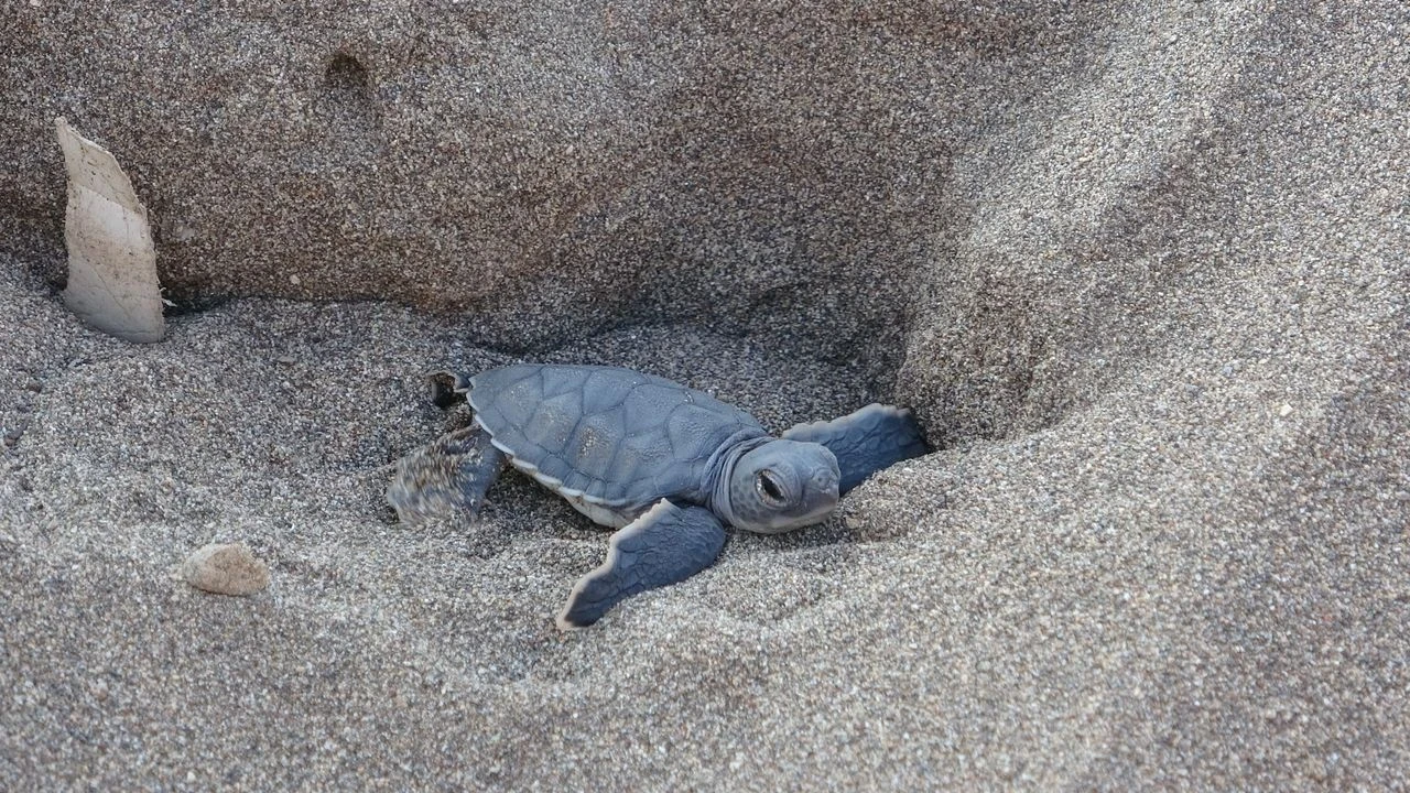 Mersin'de Caretta Caretta Yavruları Denize Kavuştu, Uzmanlar Uyardı