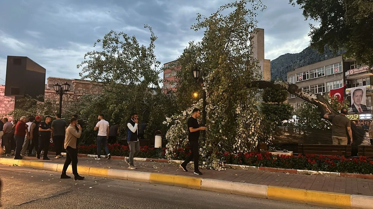 Eğirdir'de 457 Yıllık Anıt Ağaç Rüzgarla Devrildi, Facianın Eşiğinden Dönüldü