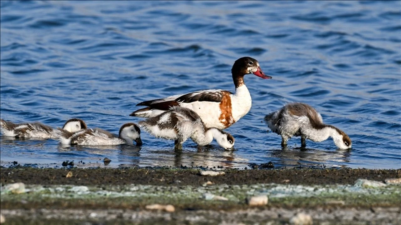 Suna kuşu, Hancağız Barajı'nda yavrularıyla görüntülendi