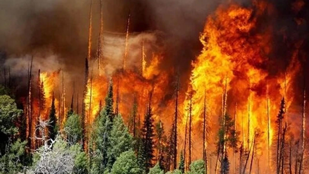 Orman Yangınları: İhmal ve Rant İddiaları Doğayı Yok Ediyor