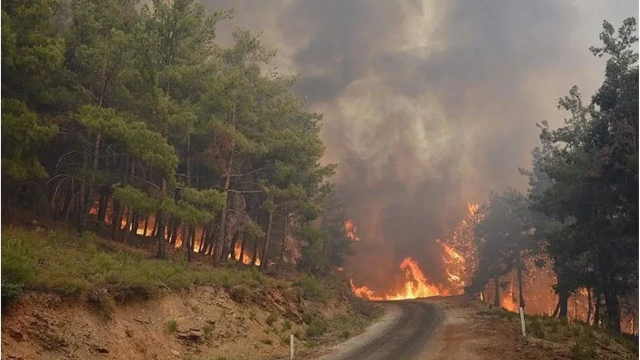 Bilecik ve İzmir Afet Bölgesi İlan edildi, yangın mağdurlarına destek amaçlı adımlar atıldı!