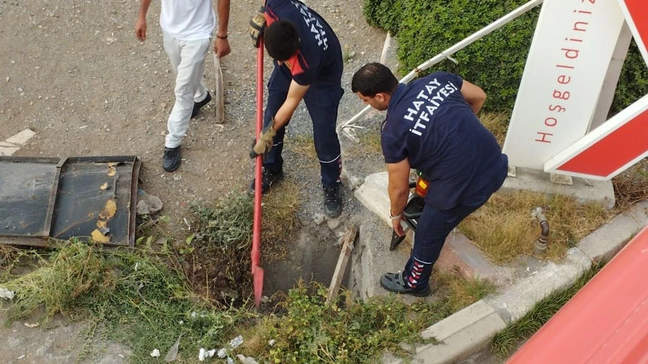 İskenderun'da rögara düşen yavru kedi, itfaiye ekipleri tarafından kurtarıldı