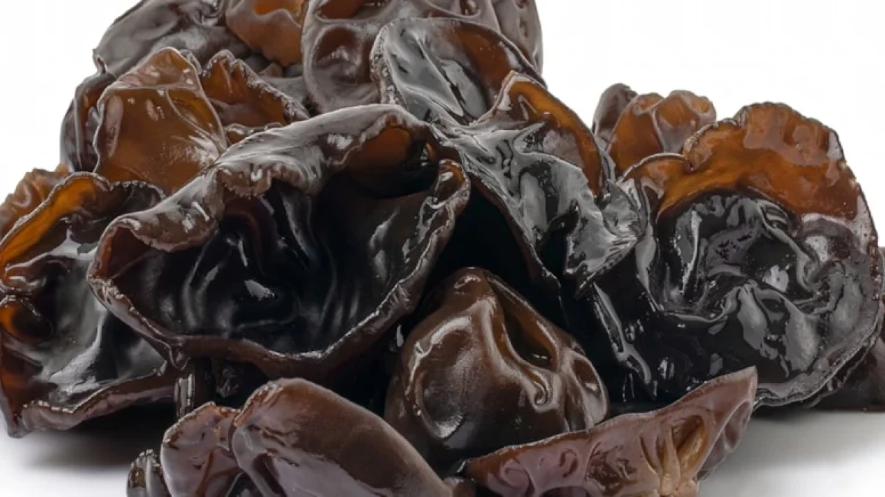 Dünyanın en pahalı mantarı Matsutake, Polonya ormanlarında yeniden keşfedildi.