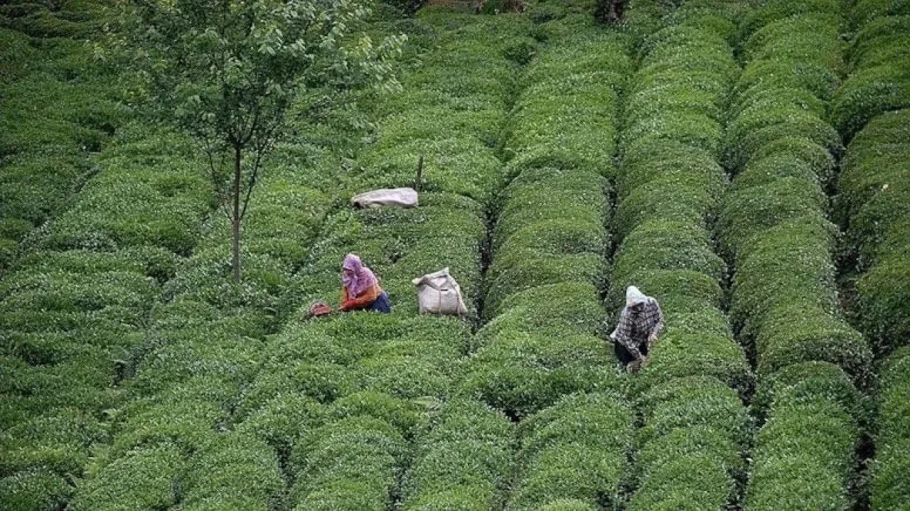 ÇAYKUR'dan çay üreticilerine uyarı: Düşük fiyat ve vadeli satışlara dikkat!