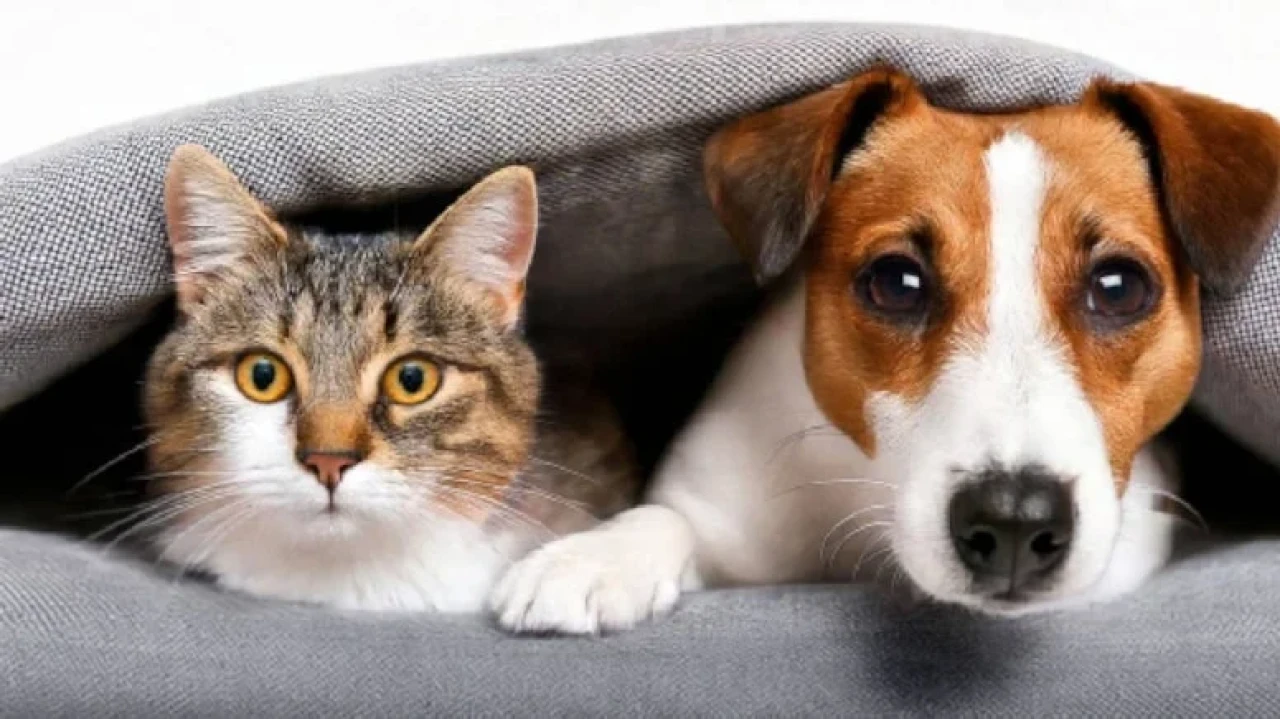 Evcil hayvanlar için tehlikeli gıdalar: Tavuk derisi ve yağlı etler pankreatite yol açabilir