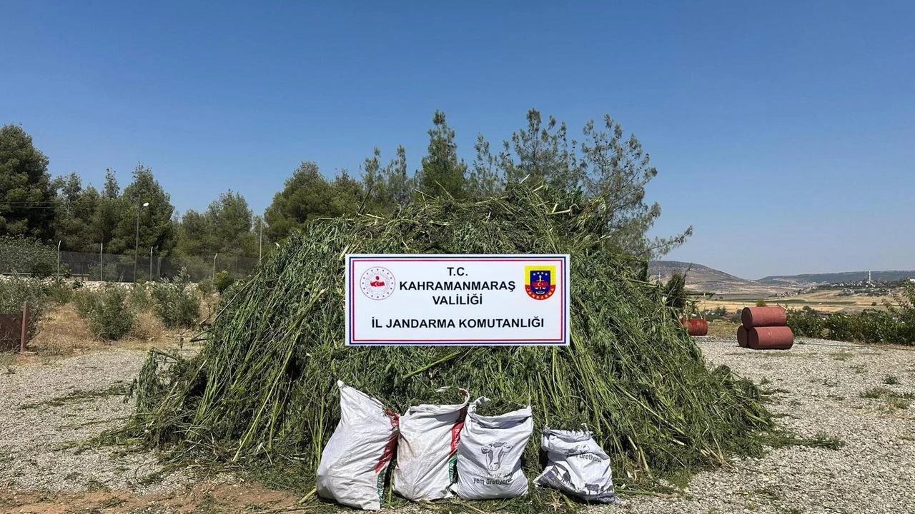 Kahramanmaraş'ta Gizli Kenevir Tarlasına Baskın: 45.844 Kök Ele Geçirildi, 4 Şüpheli Tutuklandı