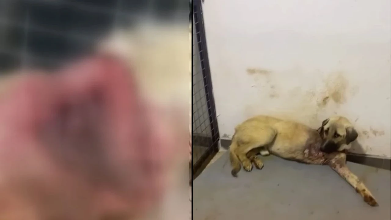 Kahramanmaraş'ta köpeğe vahşice saldırı, hayvanseverlerin tepkisini topladı!
