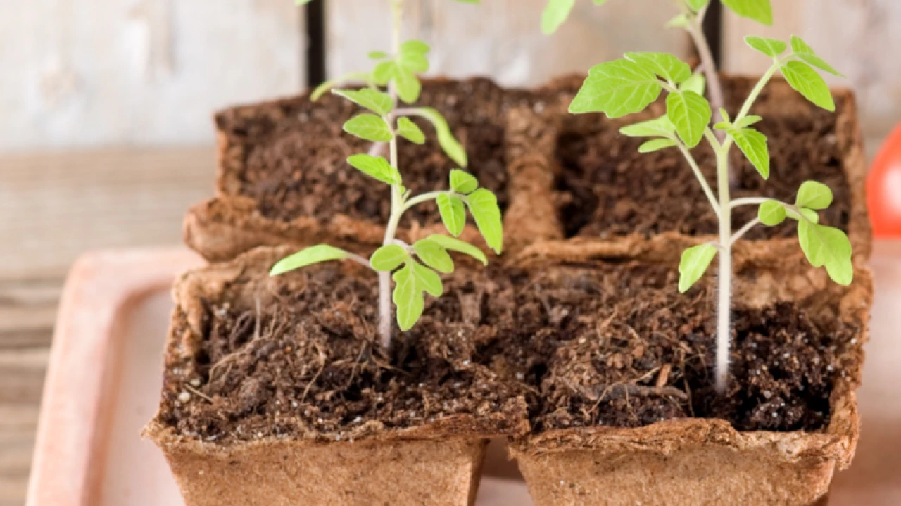 Evde Havuç Yetiştirmenin İpuçları: Farklı Renkler ve Düşük Bakım ile Lezzetini Artırın