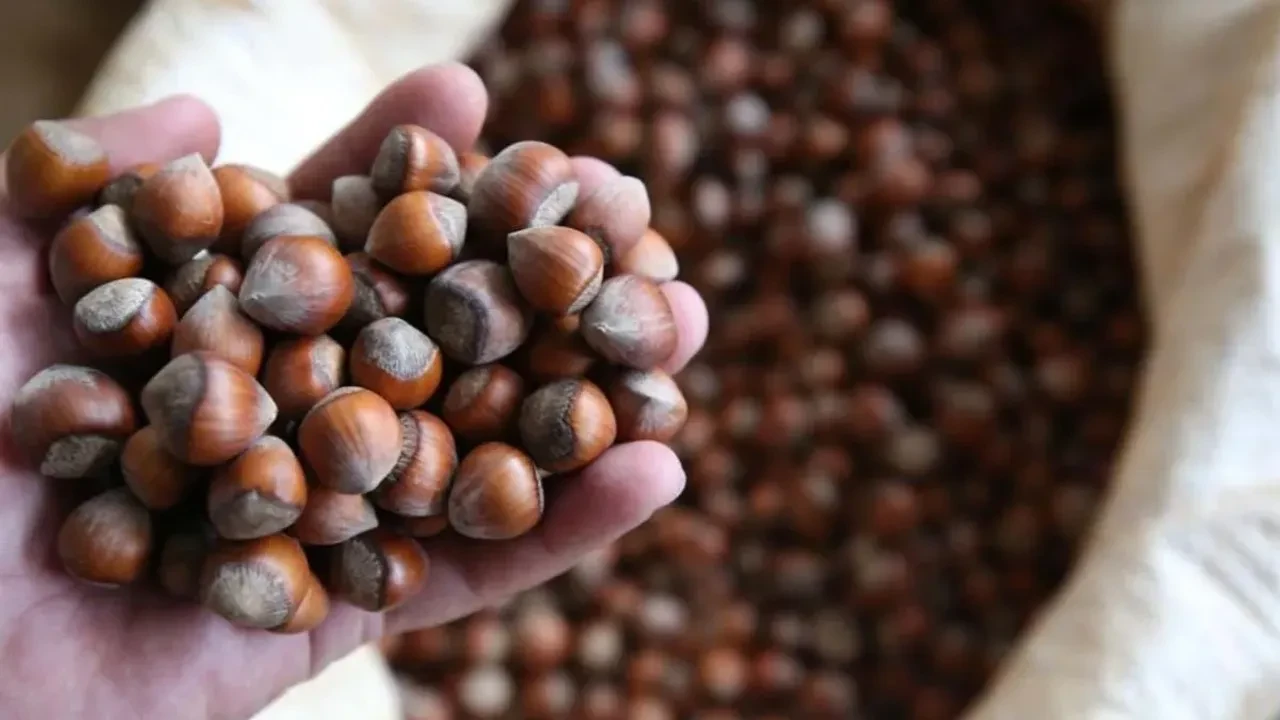 Fındık fiyatları dalgalanıyor: Üreticiler ve tüccarlar gelişmeleri takipte!