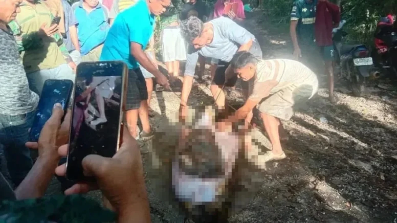 Dev piton, çiftçiyi yuttuktan sonra olay yerine iade etti!