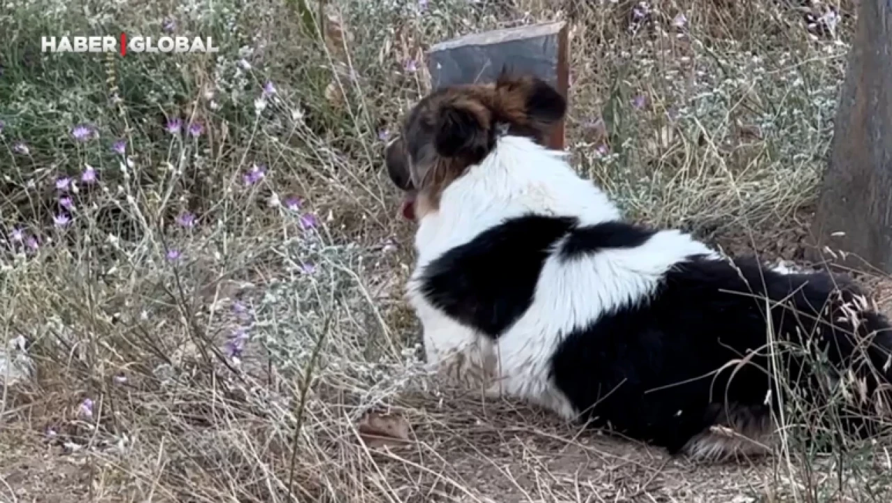 Köpeği Sahibinin Mezarı Başında Günlerdir Nöbet Tutuyor