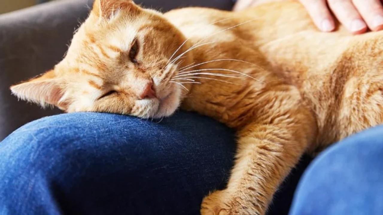 Sapanca'da kedi tüyü yüzünden hayatını kaybeden 55 yaşındaki Okan Diköz'ün trajik hikayesi
