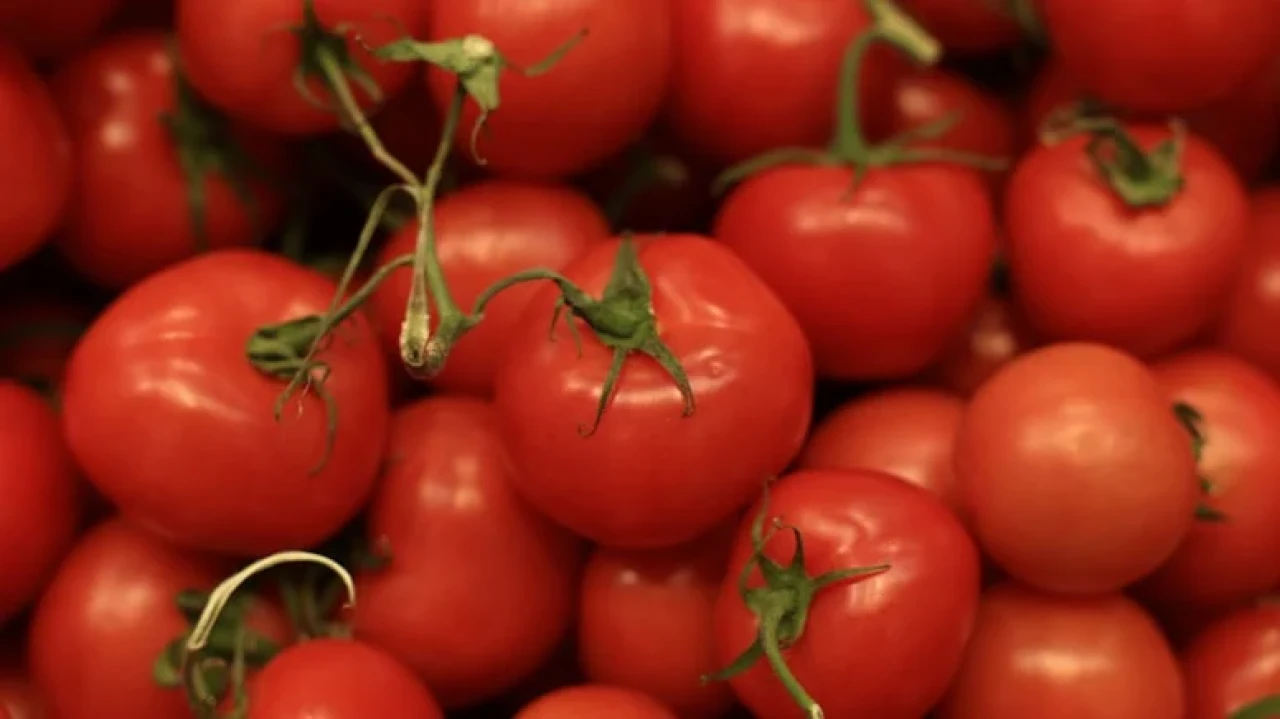 İngiltere'de domatesten kaynaklanan nadir salmonella vakalarında artış yaşanıyor