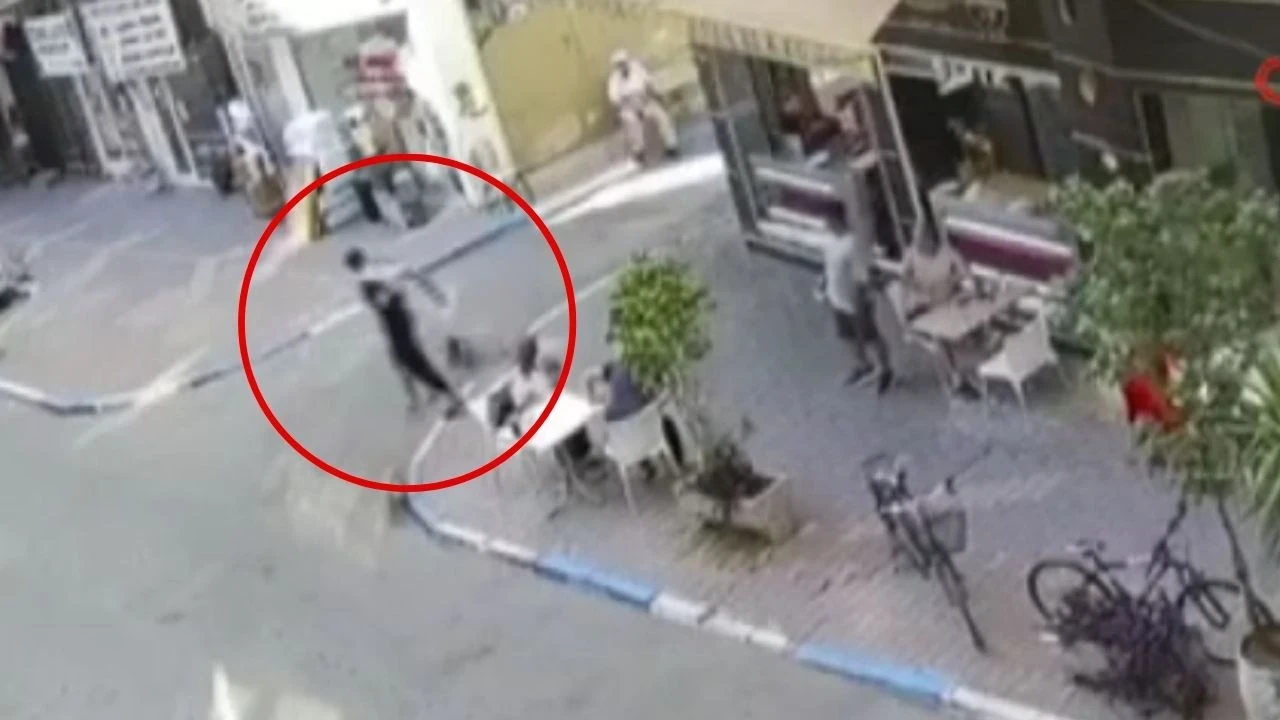 Mersin'de sokak kedisine tekme atan şahıs tutuklandı, acil ameliyatla hayata döndü
