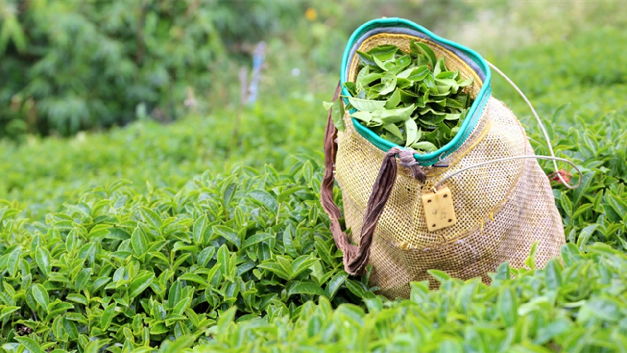 ÇAYKUR, yaş çay hasadında üreticilere sabırlı olmaları çağrısında bulundu