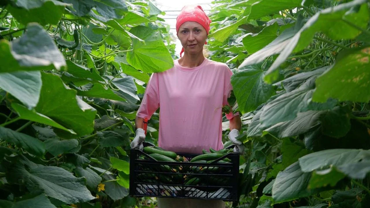 Edirne'de Genç Girişimci Sevda Çam, Serasını Üçüncü Kez Büyütüyor!