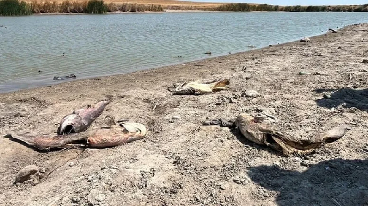 Kuraklık ve sıcaklık, Şalgamlı Göleti'nde balık ölümlerine yol açtı