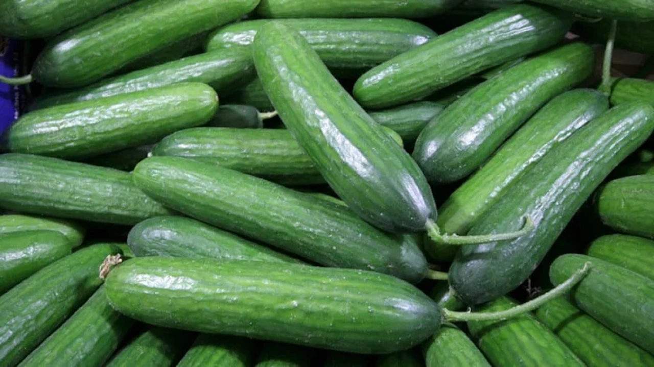 FDA'dan salmonella uyarısı: Taze salatalıklar geri çağrıldı, tüketmeyin!