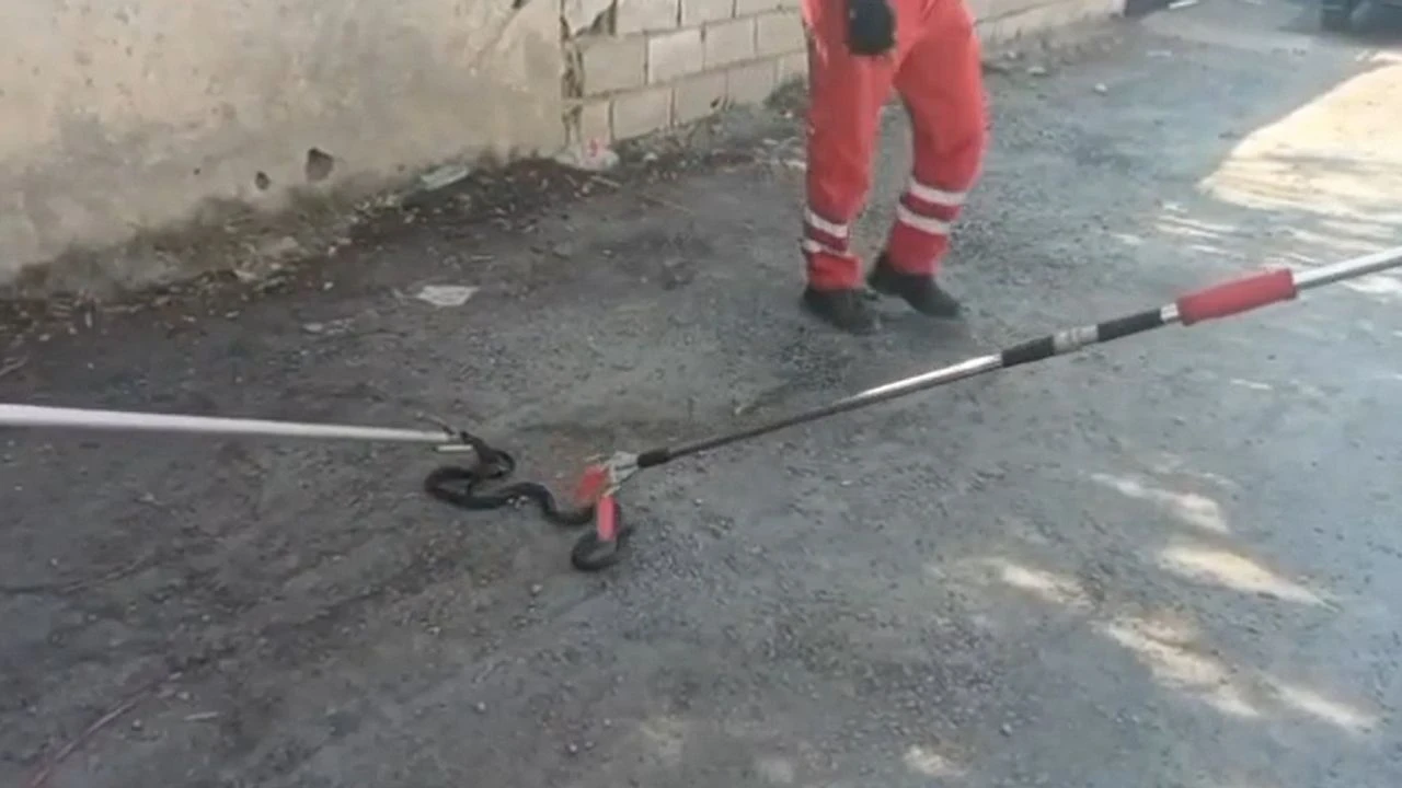 Yılan, özel aparatla yakalanarak doğal yaşam alanına bırakıldı, ev sahipleri rahatladı
