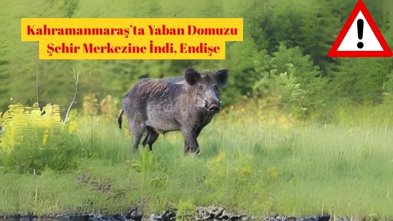 Kahramanmaraş'ta Yaban Domuzu Şehir Merkezine İndi, Vatandaşlar Tedirgin oldu