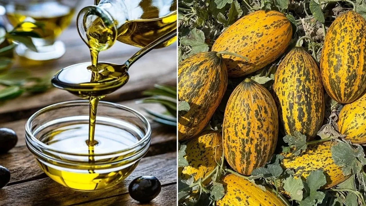 Mut Zeytinyağı ve Kırkağaç Kavunu AB'de Tescillendi, Anadolu Lezzetleri Global Sahneye Çıkıyor