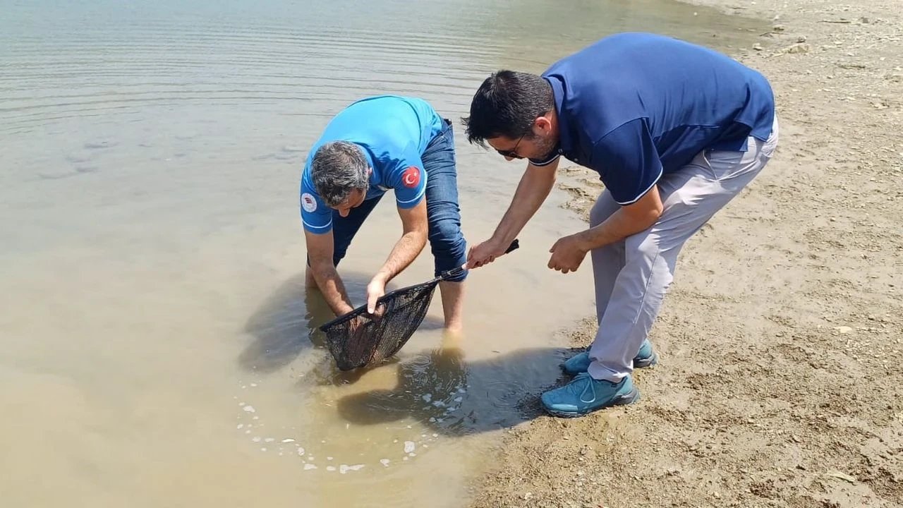 Kozan'da 321 bin yavru sazan baraja bırakıldı, ekosistem güçleniyor!