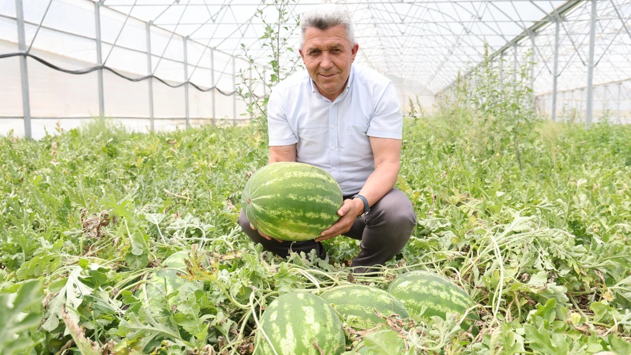 Kandıra Karpuzu'na Büyük İlgi: Lezzeti ve Doğallığı ile Dikkat Çekiyor