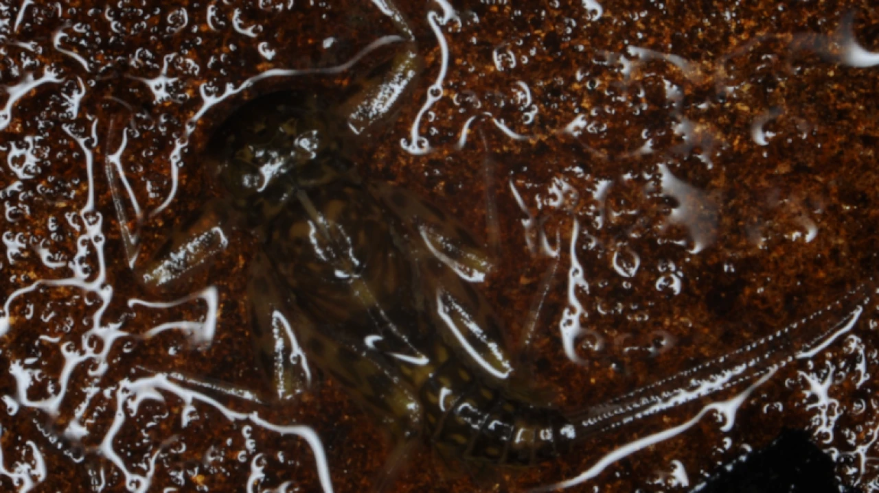 Nesli tükenmiş sanılan Mayıs Sineği Tayland'da yeniden keşfedildi!