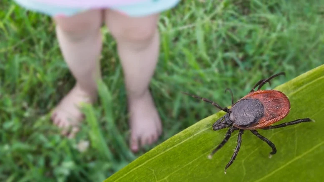 Bahçenizde Kene Tehdidi: Beyaz Havlu İle Test Edin!