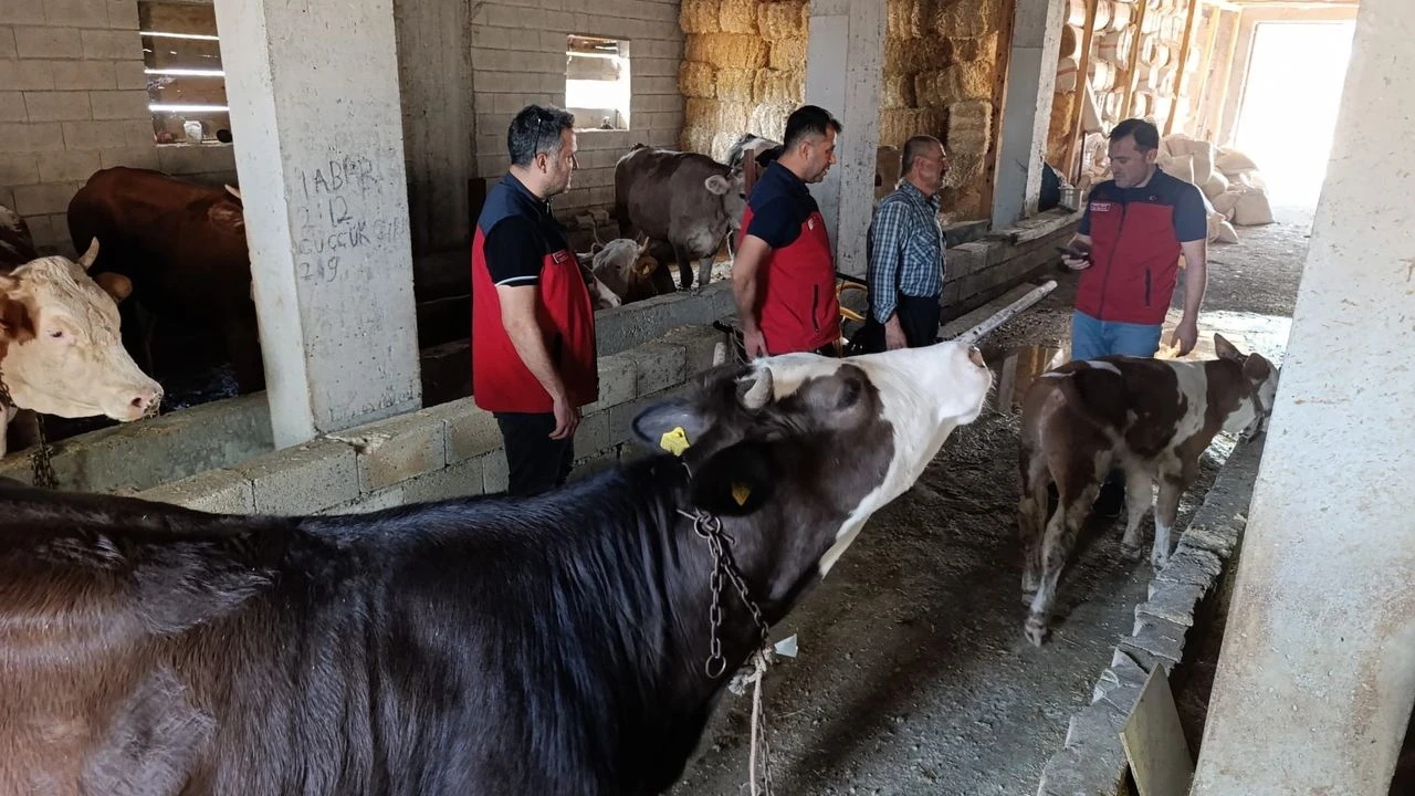 Kahramanmaraş'ta Orman Yangınları Sonrası Hayvanlar Tahliye Edildi, Tedavi Süreci Devam Ediyor