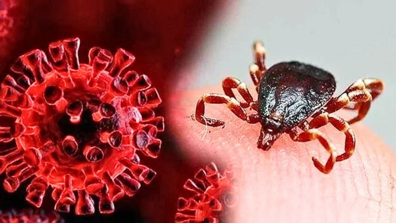 KKKA Uyarısı: Sağlık Bakanlığı, Kene Teması ve Belirtiler Hakkında Kritik Bilgileri Paylaştı