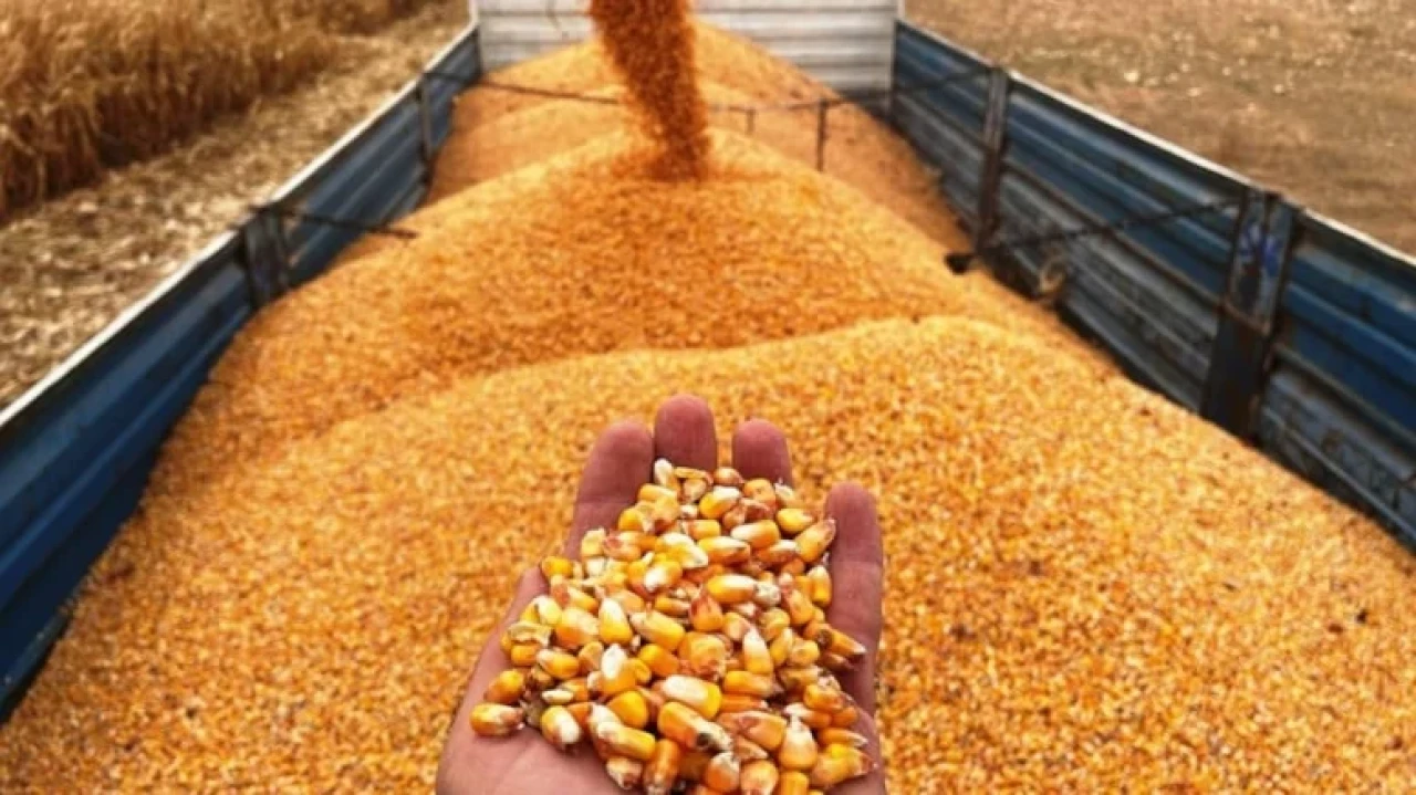 Mısır İthalatında 500 Bin Tonluk Tarife Kontenjanı Uygulaması Başlıyor