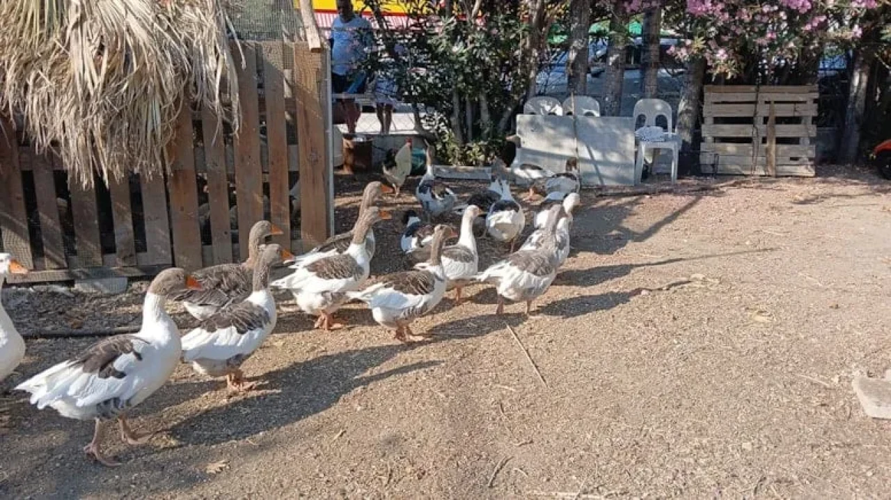 Kazların Şartlı Tahliyesi: Kümesten Çıkmalarına İzin Verildi, Denize Girmek Yasak!