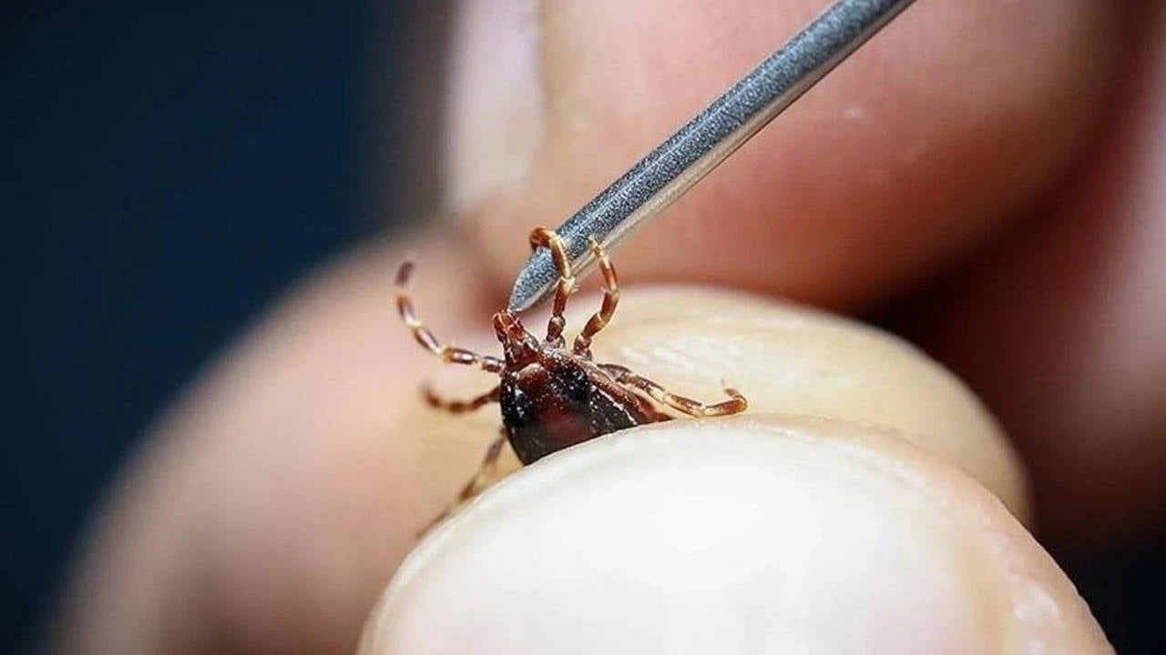 Erzincan'dan kene uyarısı: Kırım Kongo ateşine karşı dikkatli olun!