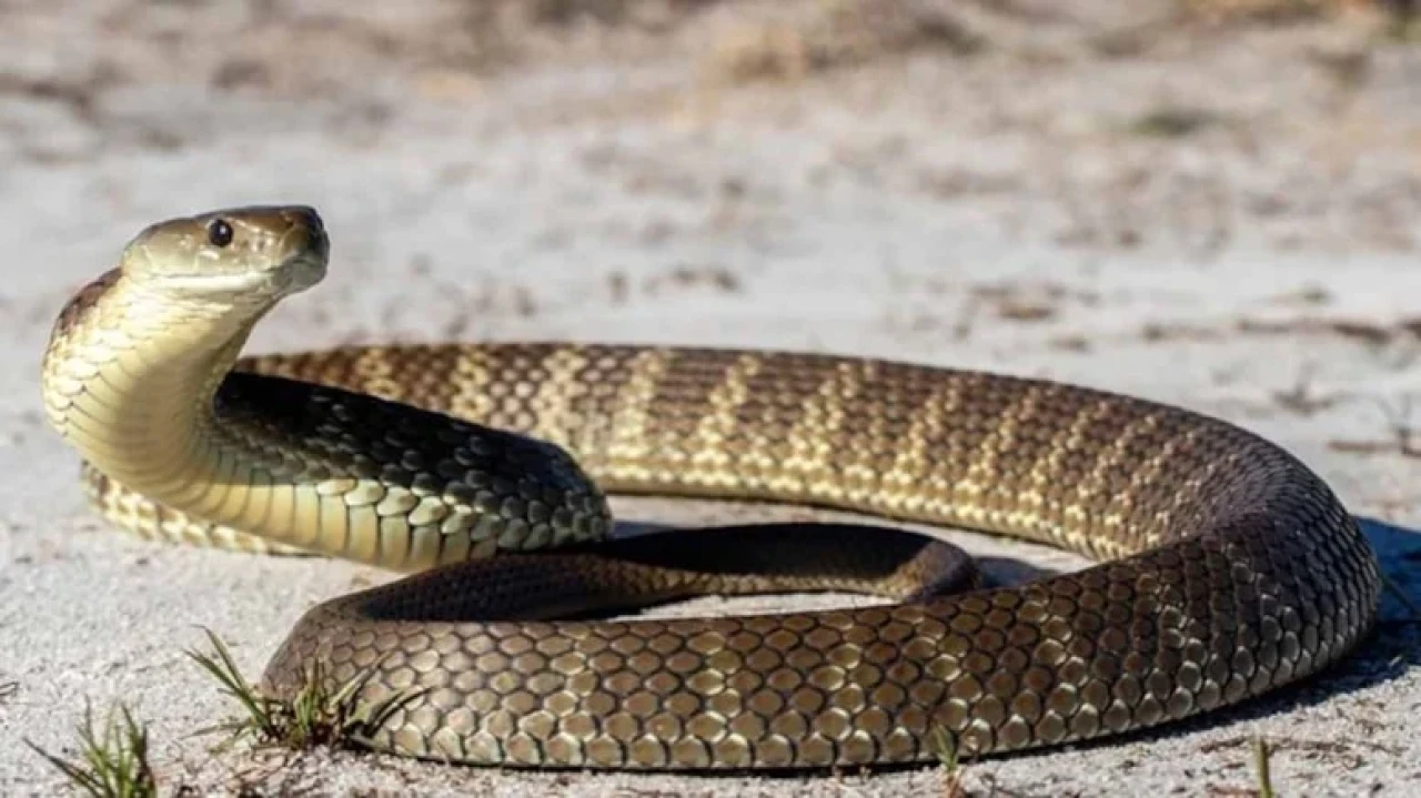 Mallorca'da Yılan İstilası: Tatilciler Panikte, Yerel Halk Çaresiz