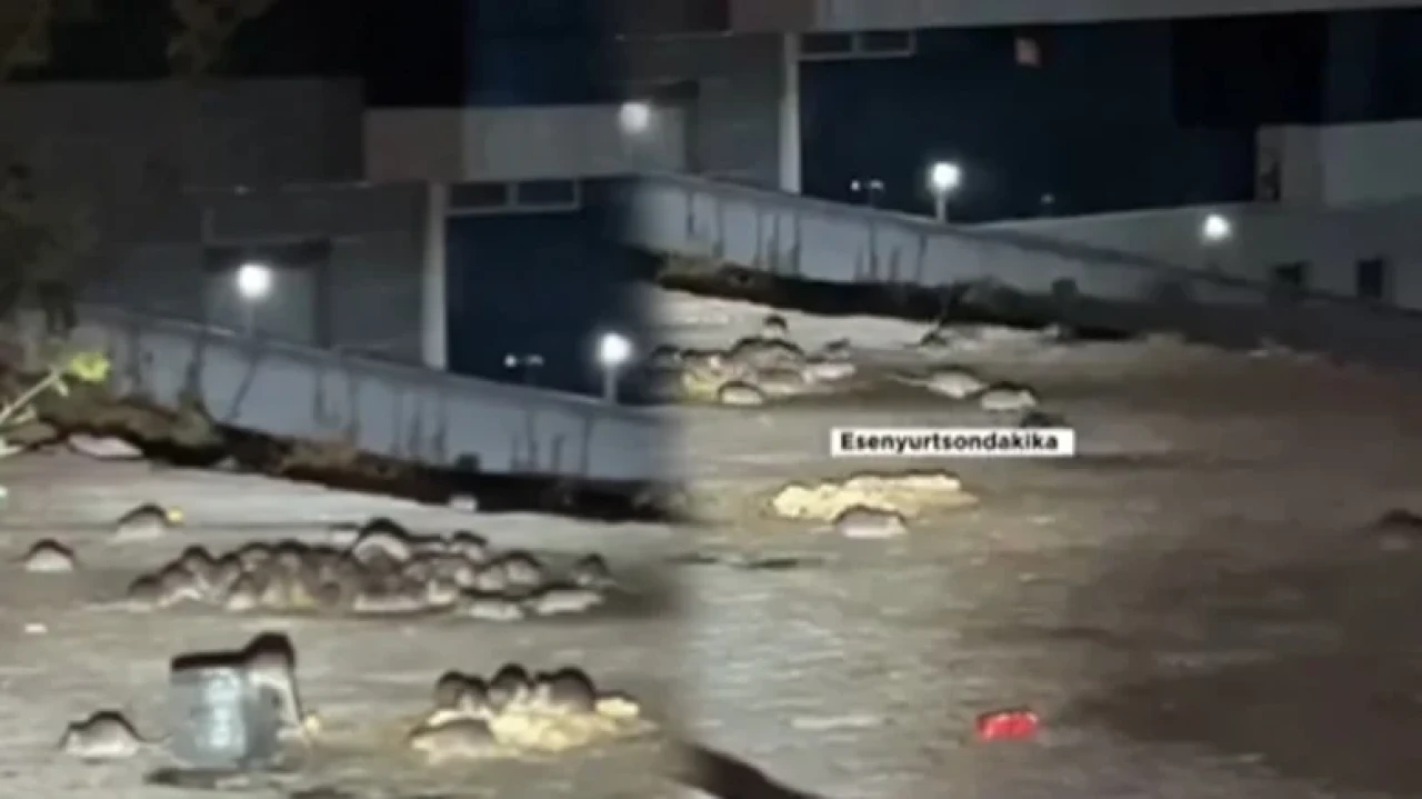 Esenyurt'ta farelerin sokakta yiyecek araması sosyal medyada gündem oldu