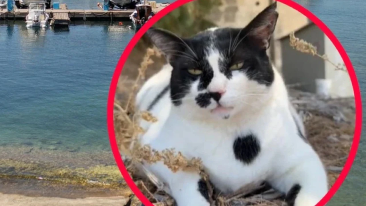 Girit'te Chonkus Maximus fenomeni, turistlerin yeni gözdesi oldu