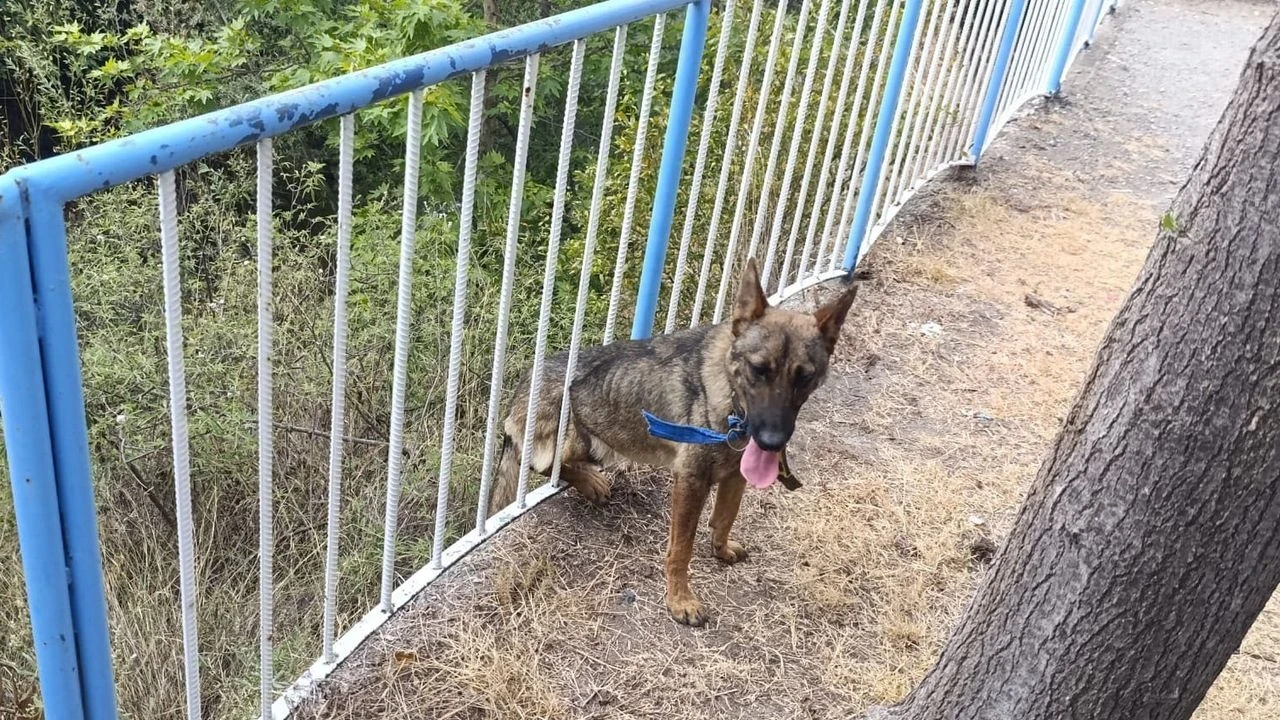 Hatay'da itfaiye, korkuluklara sıkışan sokak köpeğini kurtardı, vatandaşlardan teşekkür yağdı!