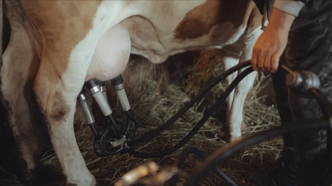 Mayıs'ta süt üretimi düşerken içme sütü ve yoğurt üretimi arttı