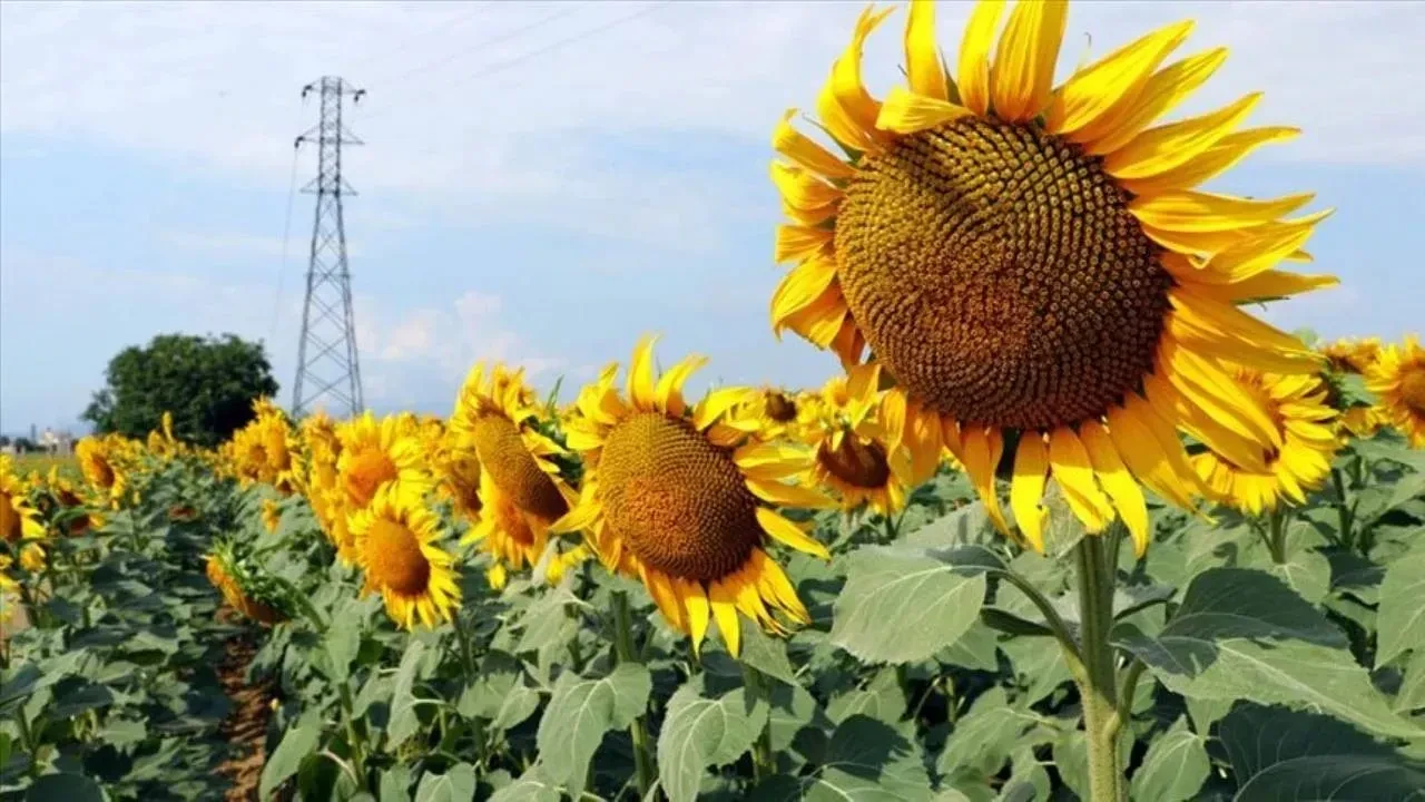 Ayçiçeği üretiminde alarm zilleri çalıyor: Kuraklık ve destek eksikliği çiftçiyi tehdit ediyor