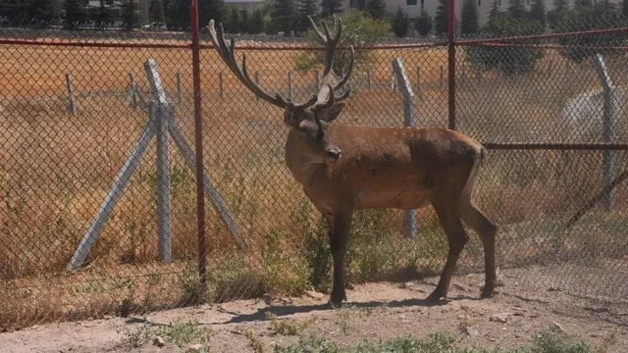 Geyik, Afyonkarahisar'daki hayvanat bahçesinde yeni dostuyla yaşamaya başladı